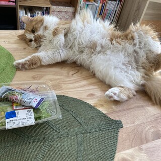 穏やかで人懐こいスコティッシュフォールドの男の子