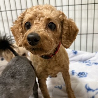 控えめプードルの女の子、あきなちゃん