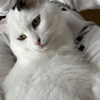 11/22ナガワ譲渡会参加白黒ふわふわ♂