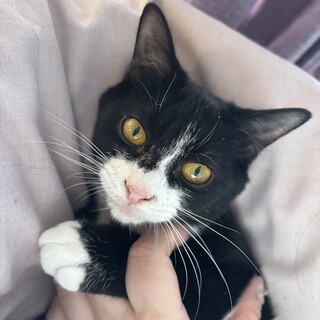 食いしん坊おてんばはすちゃん！