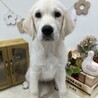 急募｜ゴールデン 女の子 3ヶ月 お利口 サムネイル2