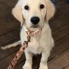 急募｜ゴールデン 女の子 3ヶ月 お利口 サムネイル4