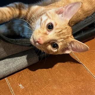 決定☆『ネル』おしゃべり好き