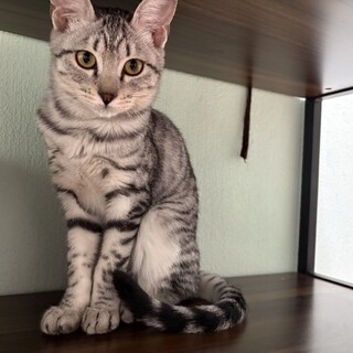 『さい』綺麗な模様の女の子