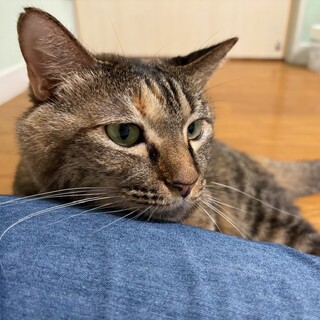 『ロロ』膝の上で甘えたい子