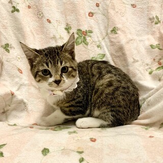 【11/30東銀座】ぽんくん★４ヵ月♪