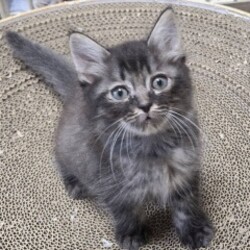 待ちねこ譲渡会　