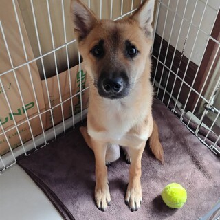 【おやつ大好き！困り顔が可愛い】リンちゃん