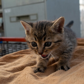 生後3～４週程度 キジトラの元気な男の子