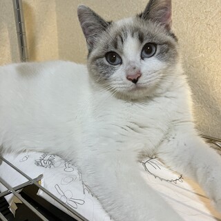 尻尾の短いまん丸シャムMIXちゃん＊