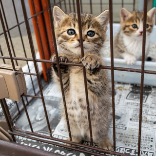 生後3～４週程度 キジトラの元気な女の子
