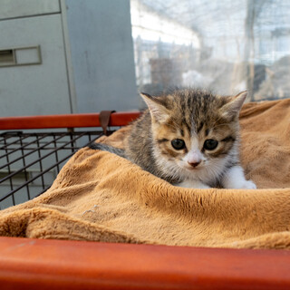 生後3～４週程度 おっとりしたキジ白の女の子