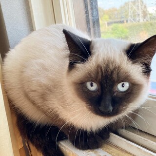 【応募多数の為停止中】シャムMIXの女の子ちゃん♪