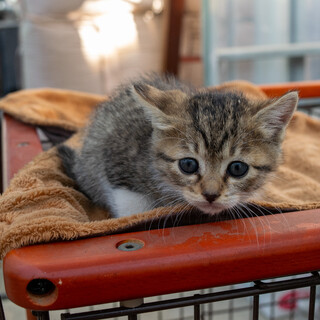 生後3～４週程度 控えめなキジ白の女の子
