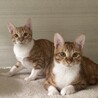 【2/15月島】こんなに可愛い！美猫な茶白兄弟 サムネイル1