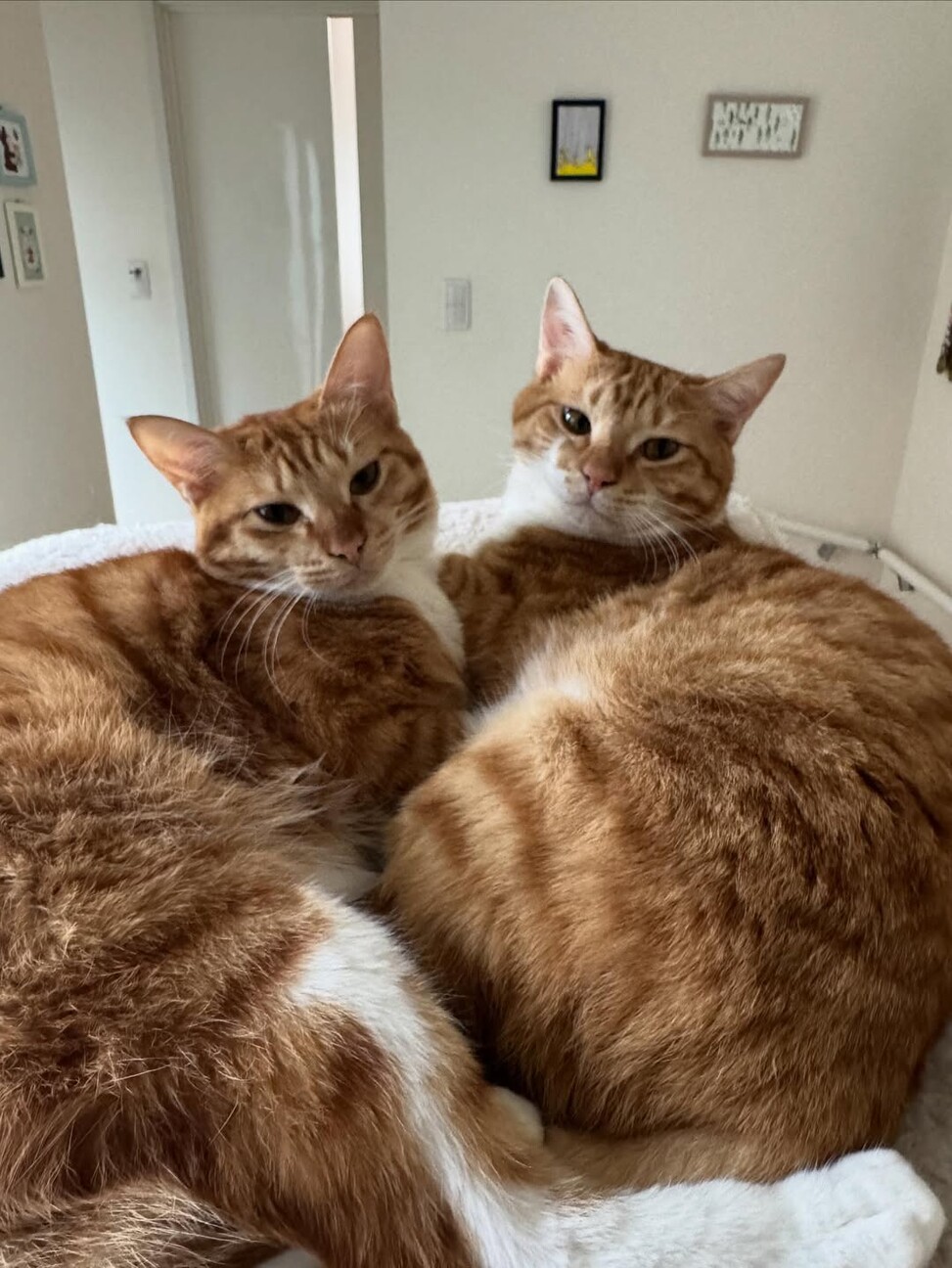 【2/15月島】こんなに可愛い！美猫な茶白兄弟 サムネイル2