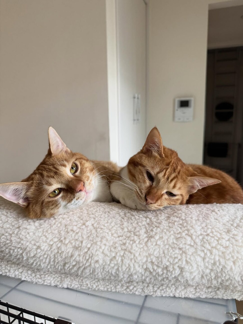 【2/15月島】こんなに可愛い！美猫な茶白兄弟 サムネイル3