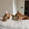 【2/15月島】こんなに可愛い！美猫な茶白兄弟 サムネイル3
