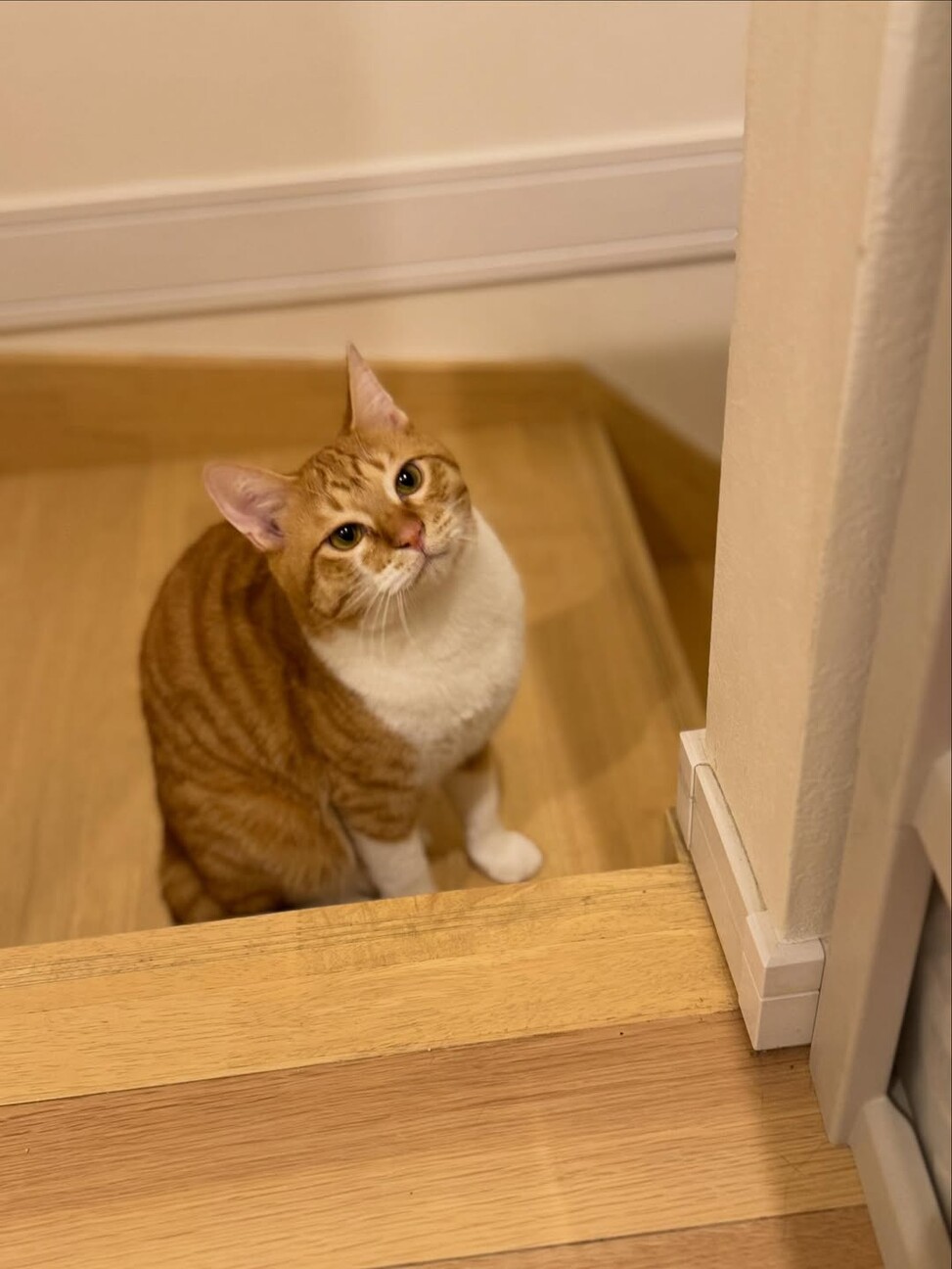 【2/15月島】こんなに可愛い！美猫な茶白兄弟 サムネイル4