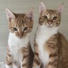 【2/15月島】こんなに可愛い！美猫な茶白兄弟 サムネイル6
