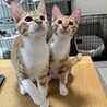 【2/15月島】こんなに可愛い！美猫な茶白兄弟 サムネイル7