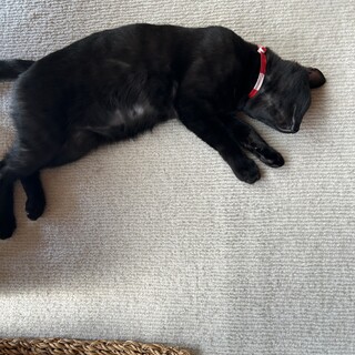 生後６ヶ月！ワクチン接種済の甘えん坊の黒猫