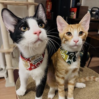 【2/22三田】初心者お子様OK超甘えん坊兄弟