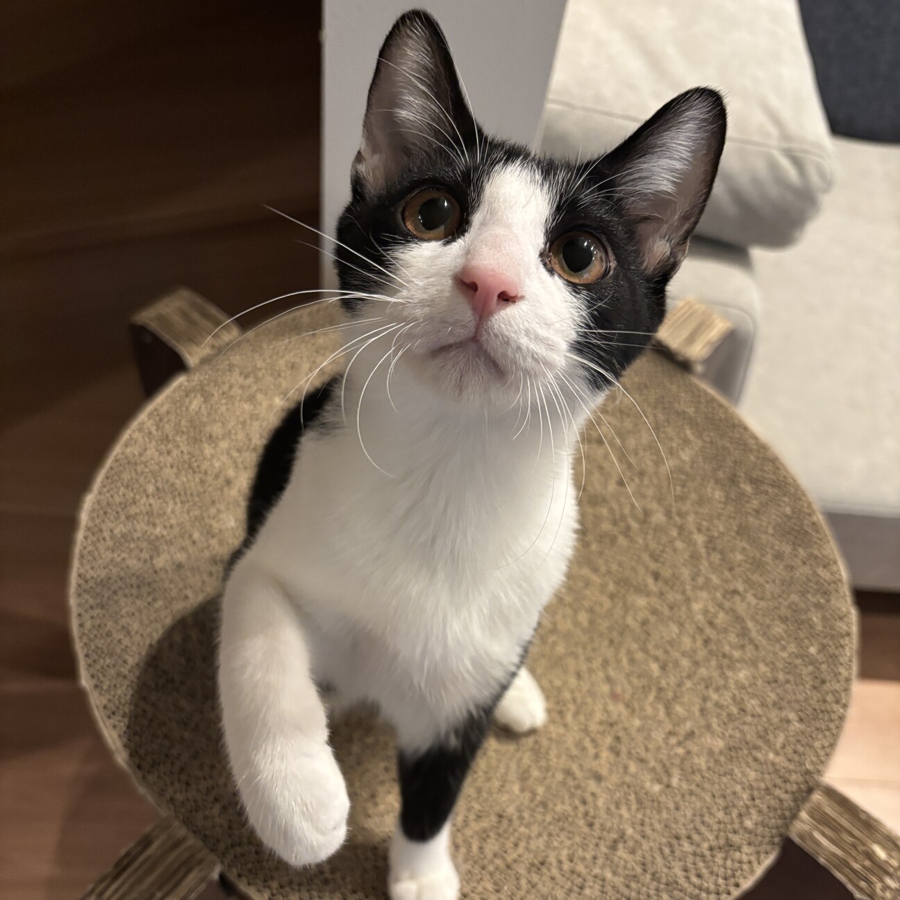 【2/22三田】初心者お子様OK超甘えん坊兄弟 サムネイル3