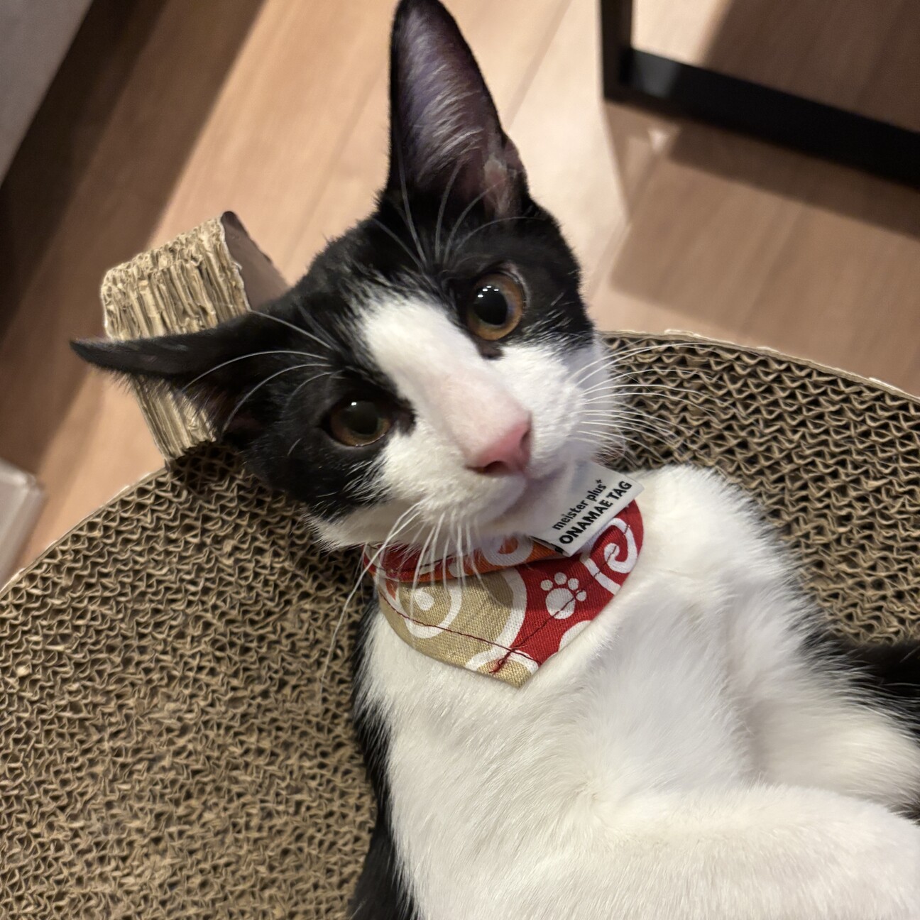 【2/22三田】初心者お子様OK超甘えん坊兄弟 サムネイル6