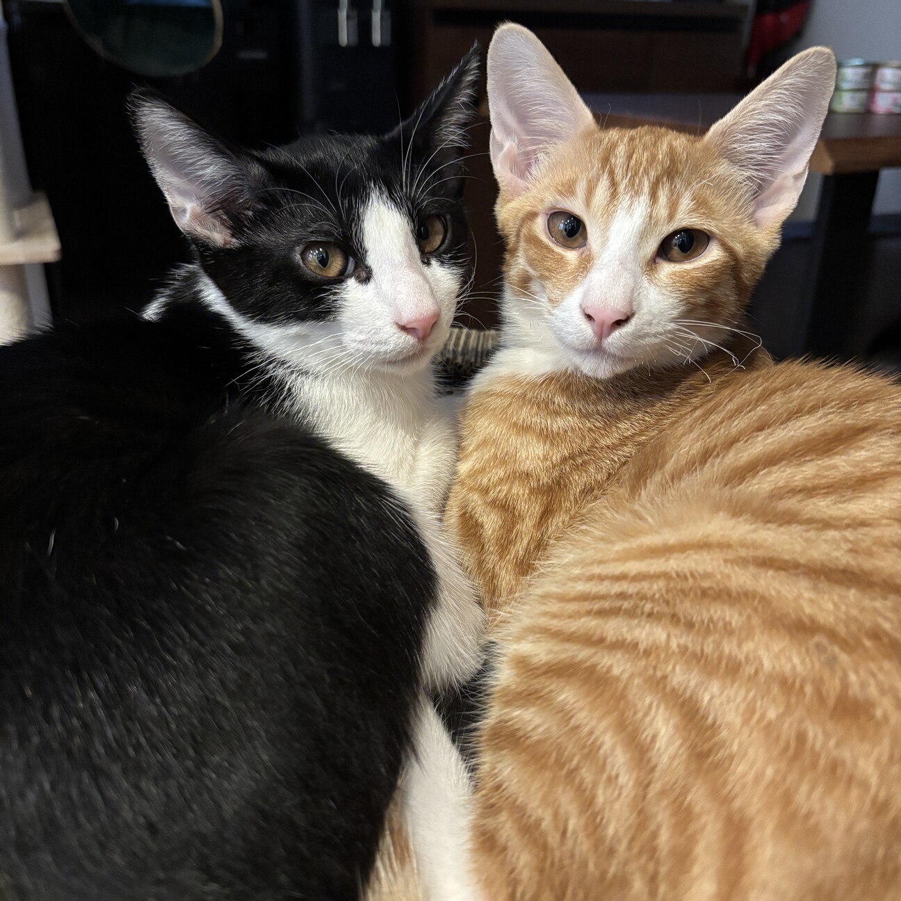 【2/22三田】初心者お子様OK超甘えん坊兄弟 サムネイル7