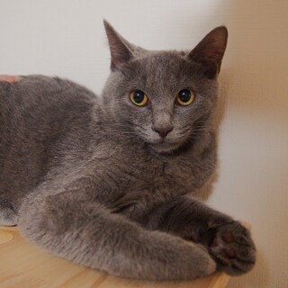 【4/5三田】グレーの小熊？いつかは甘えん坊