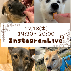 インスタライブ from 生駒譲渡センター