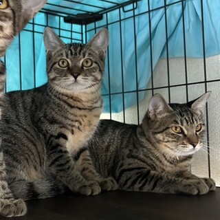 【12/7三田】丸顔美猫キジトラ兄弟みなみ&やま