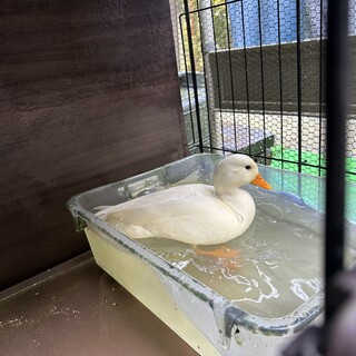 コールダック　オスの里親さんを募集しています。