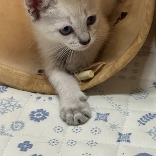 お転婆かえでちゃん