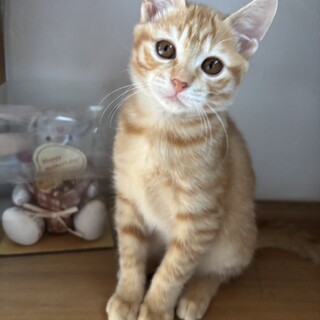 《レオ》普段は穏やかな男の子。遊びは全力です！