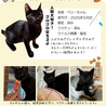 ベリー可愛い黒猫女子 サムネイル4