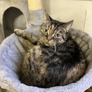 4歳　ブリショ　シャイな女の子