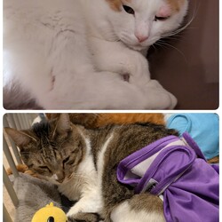 10日、11日の医療