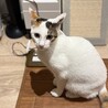 かわいい三毛猫　アメリちゃん