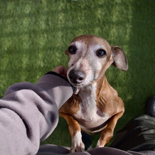 穏やかな甘えん坊