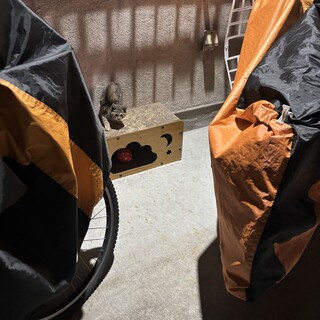 1匹の子猫ちゃんが家族を待っています。