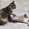 1匹の子猫ちゃんが家族を待っています。 サムネイル4