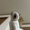 迎え入れる猫ちゃん探し中‪☺︎‬