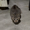 1匹の子猫ちゃんが家族を待っています。 サムネイル7