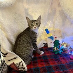 11/15.16 毎週譲渡会を開催します！