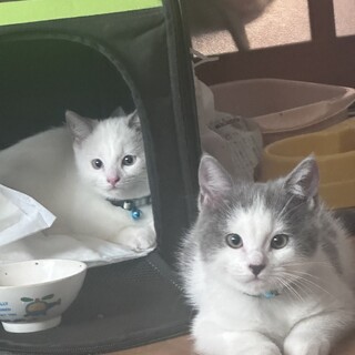 子猫の里親募集　