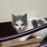 子猫の里親募集　 サムネイル2