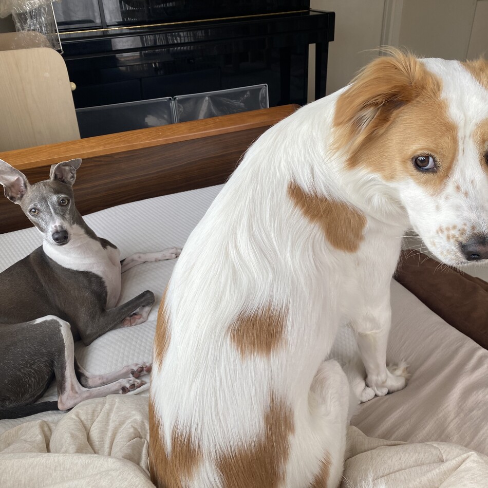 Bambiのカバー写真