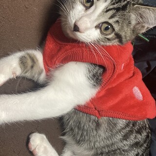 元気いっぱい！美人でやんちゃな女の子